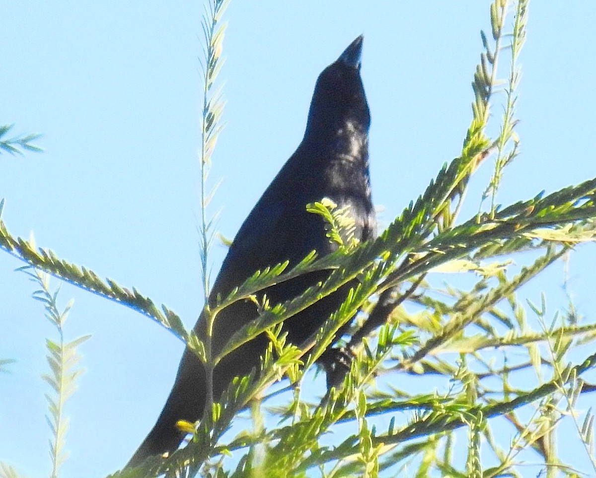 Shiny Cowbird - Daniel Lescano