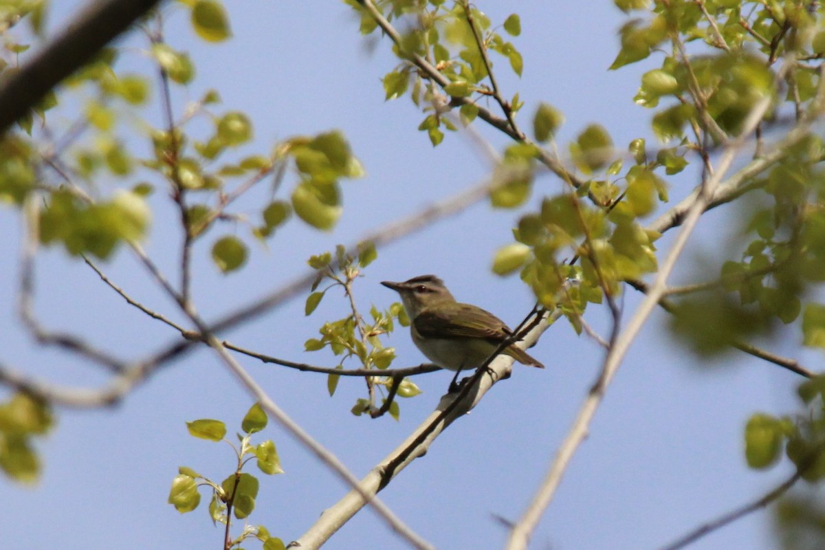 Red-eyed Vireo - Julie St-Georges