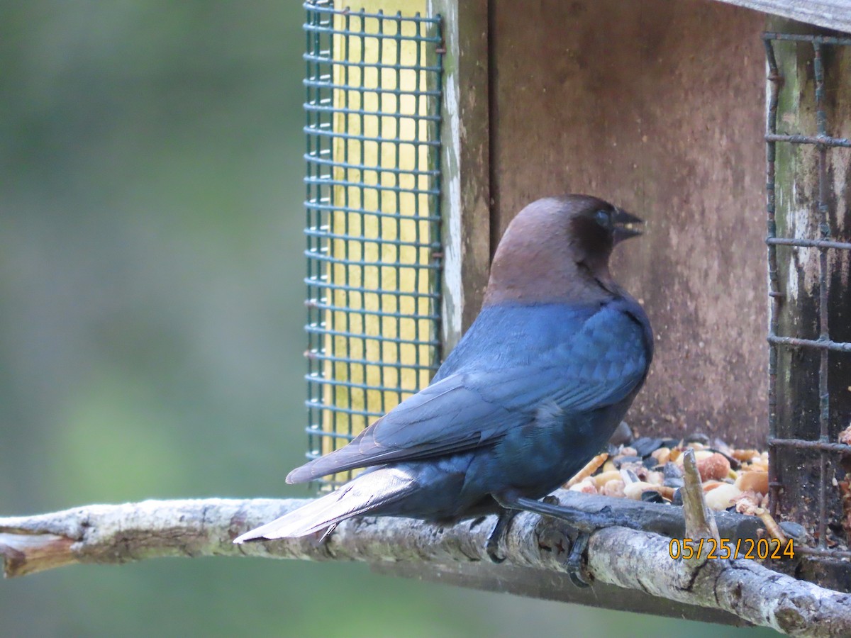 Brown-headed Cowbird - Susan Leake