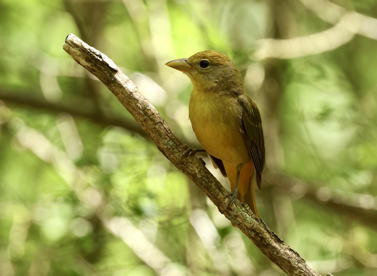 Summer Tanager - Grace Simms  🐦‍⬛