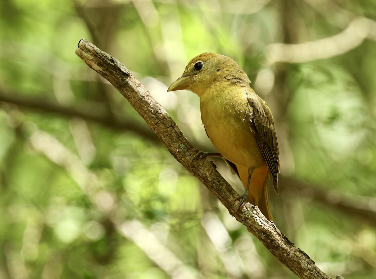 Summer Tanager - Grace Simms  🐦‍⬛