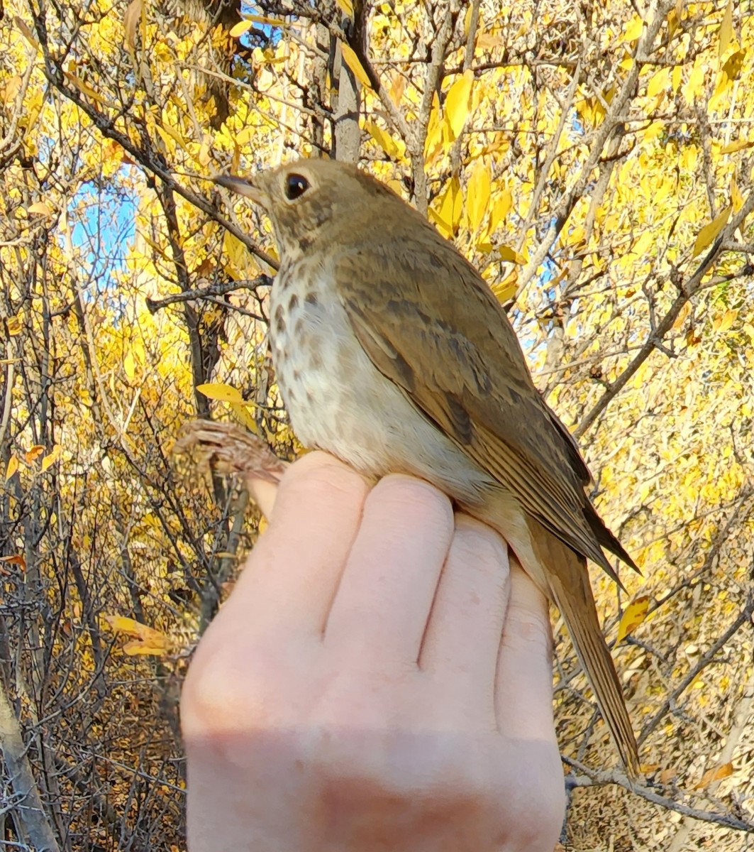 Hermit Thrush - Nancy Cox