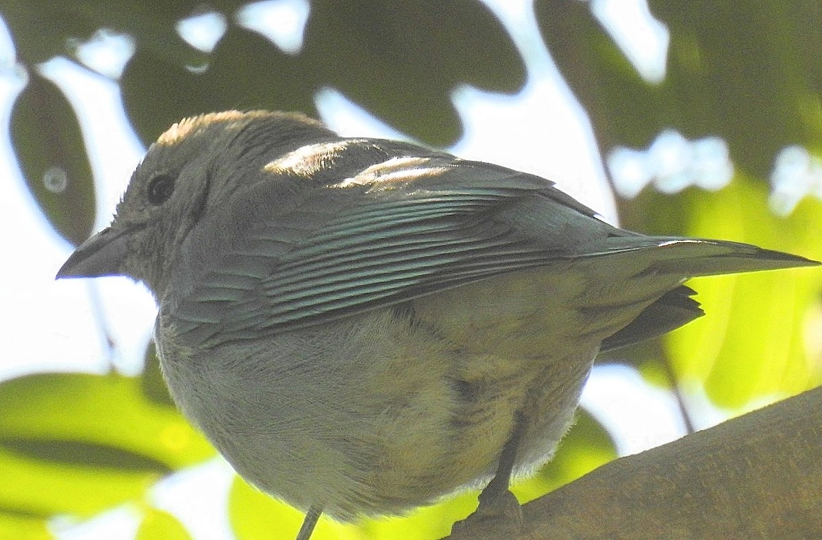 Sayaca Tanager - ML619593658