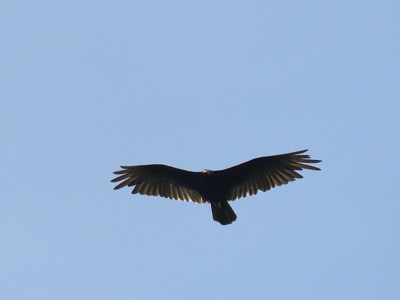 Turkey Vulture - Tracy The Birder