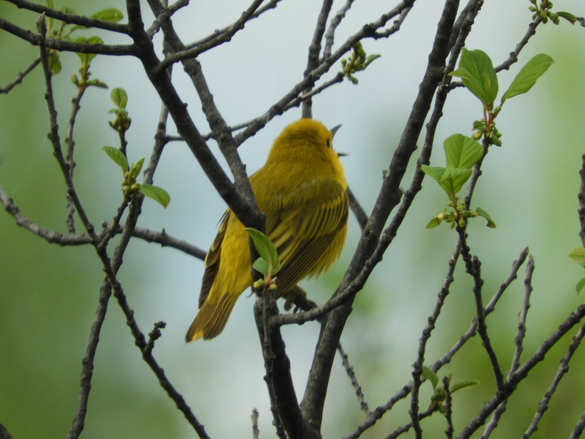 Yellow Warbler (Northern) - Thomas Bürgi