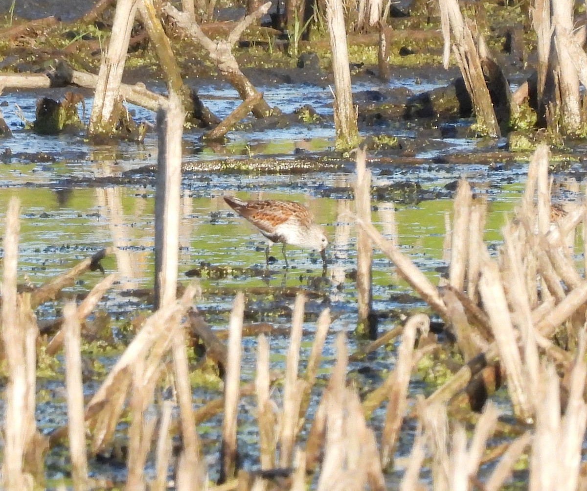 Dunlin - Donna Kenski