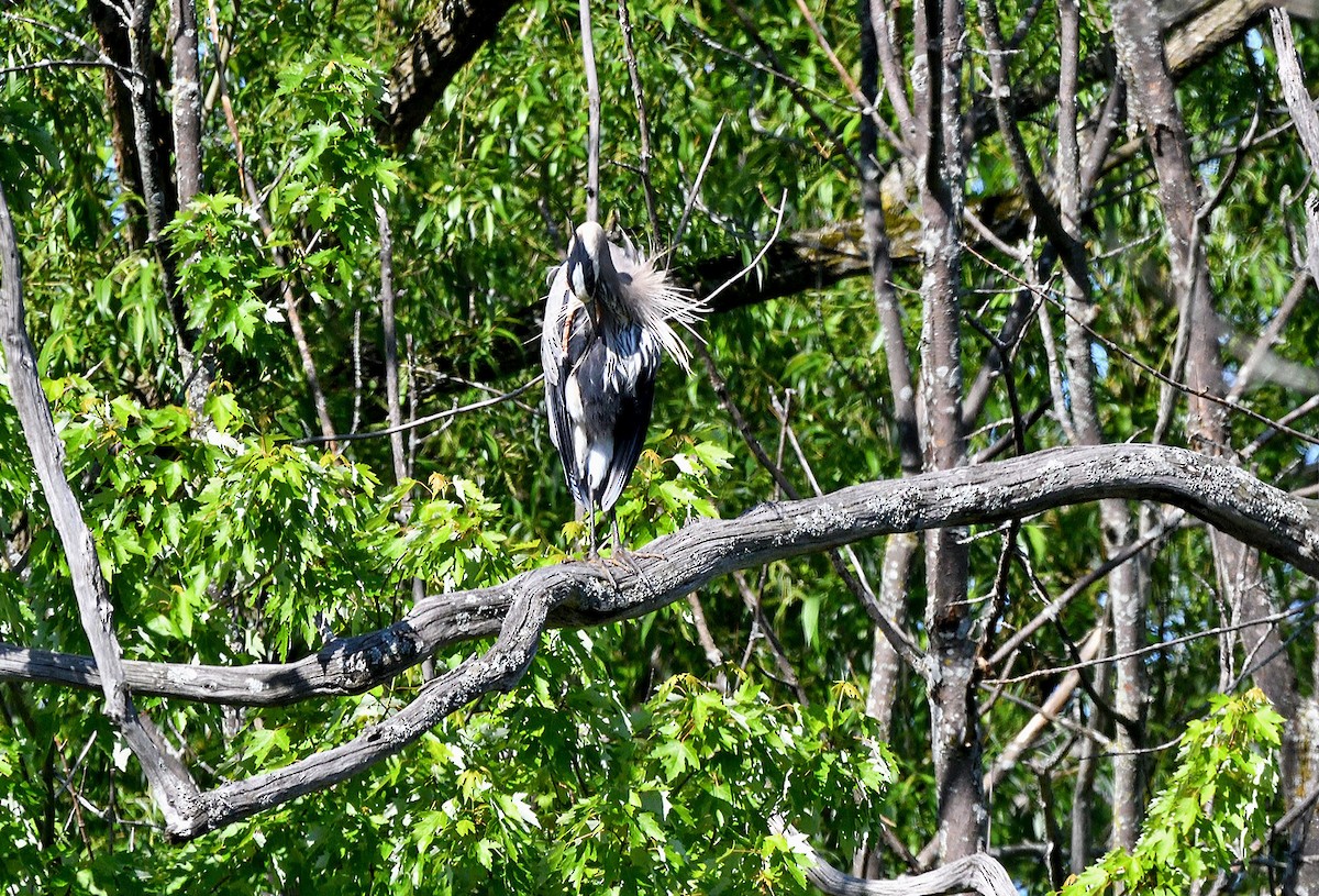 Great Blue Heron - Tom Long