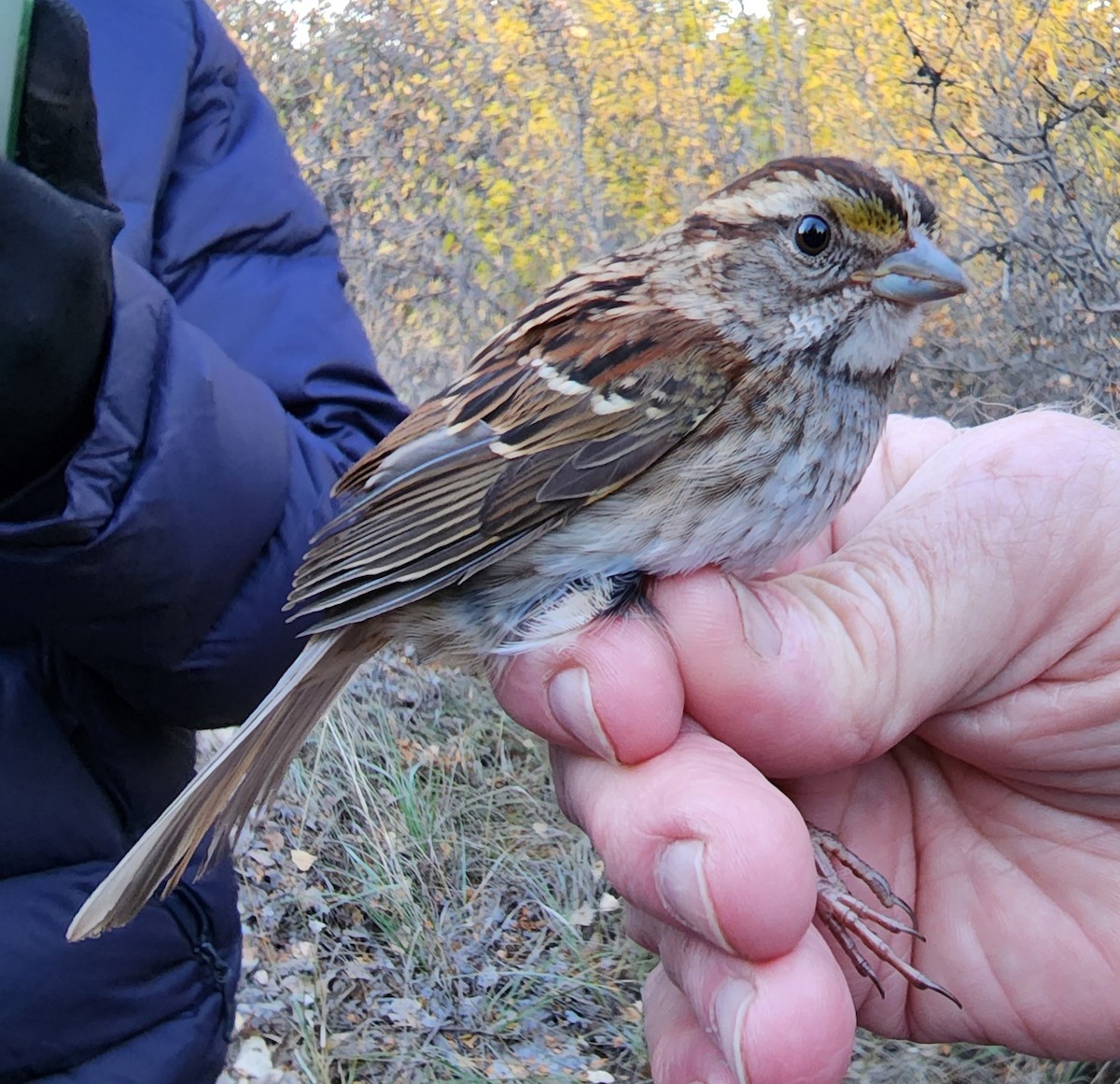 White-throated Sparrow - Nancy Cox