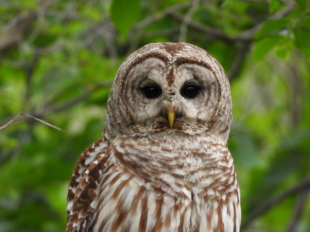 Barred Owl - Monica Rose