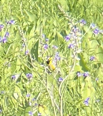 Eastern Meadowlark - Greg J