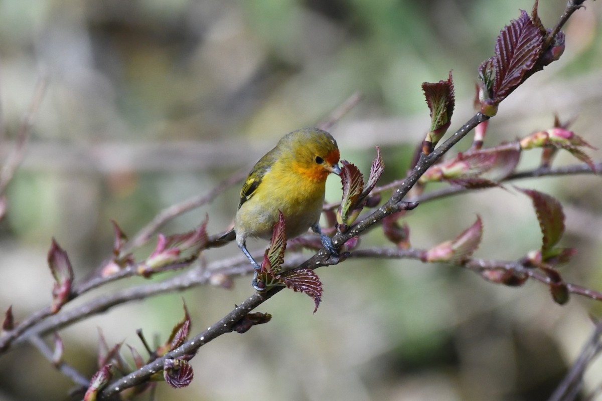 Fire-capped Tit - ML619593701