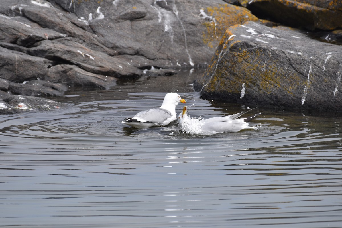 Herring Gull - ML619593705