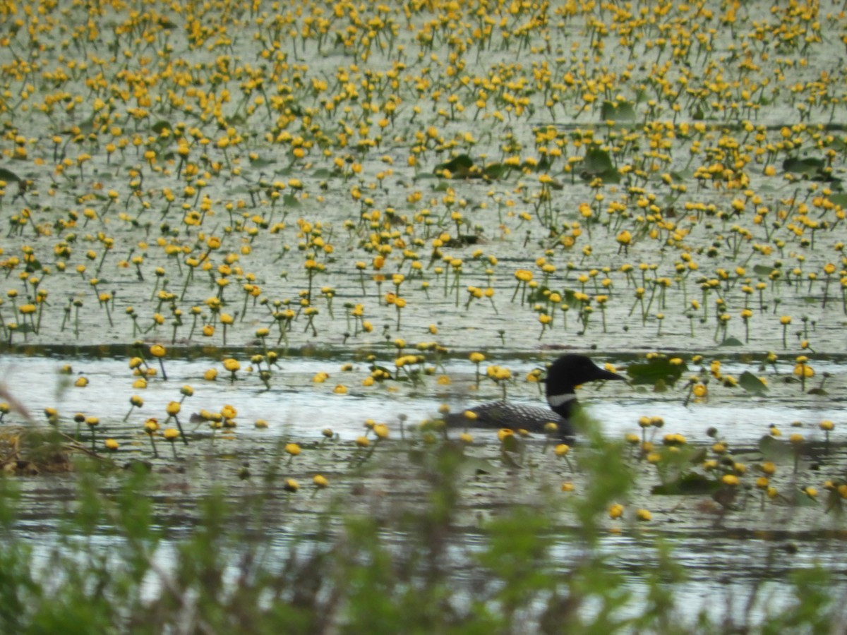 Common Loon - Thomas Bürgi