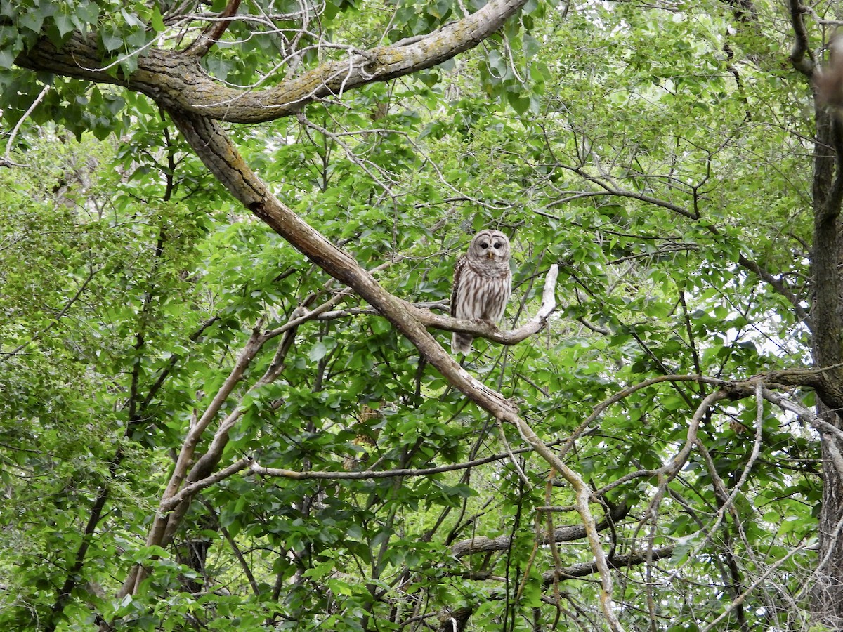 Barred Owl - Monica Rose