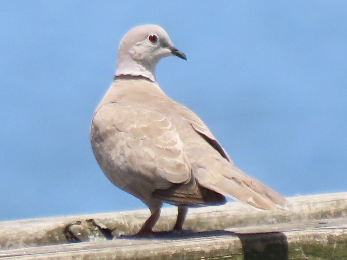 Eurasian Collared-Dove - Don and Martha Damiani