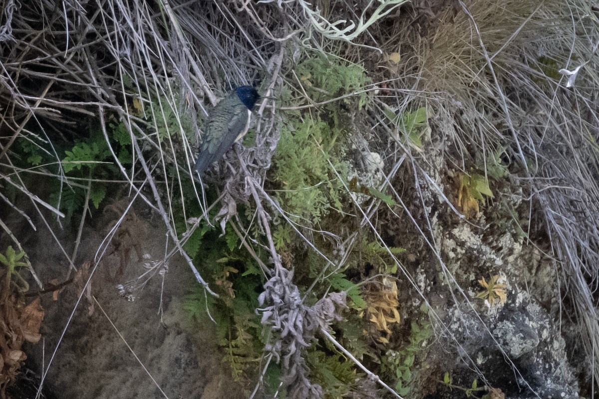 Colibri du Chimborazo - ML619593716