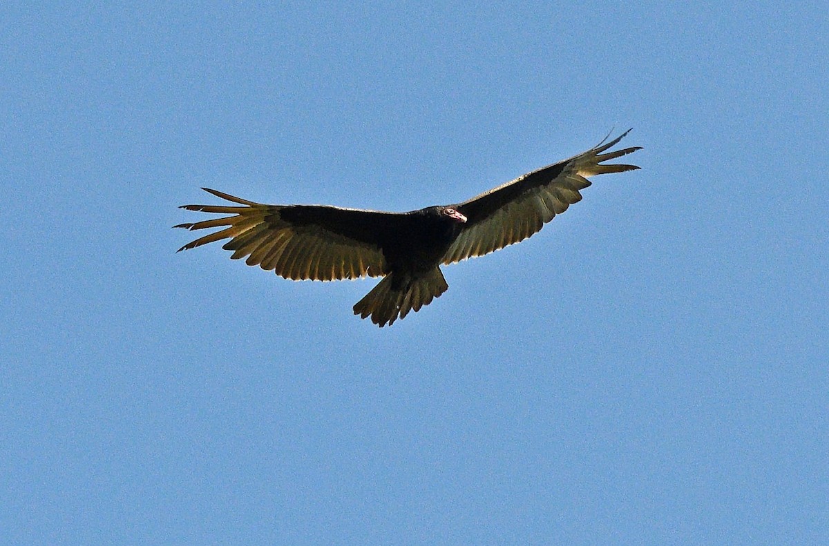 Turkey Vulture - Tom Long