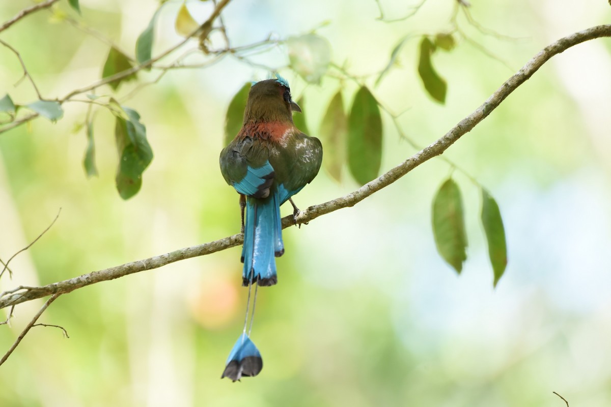 Turquoise-browed Motmot - Bruce Mast