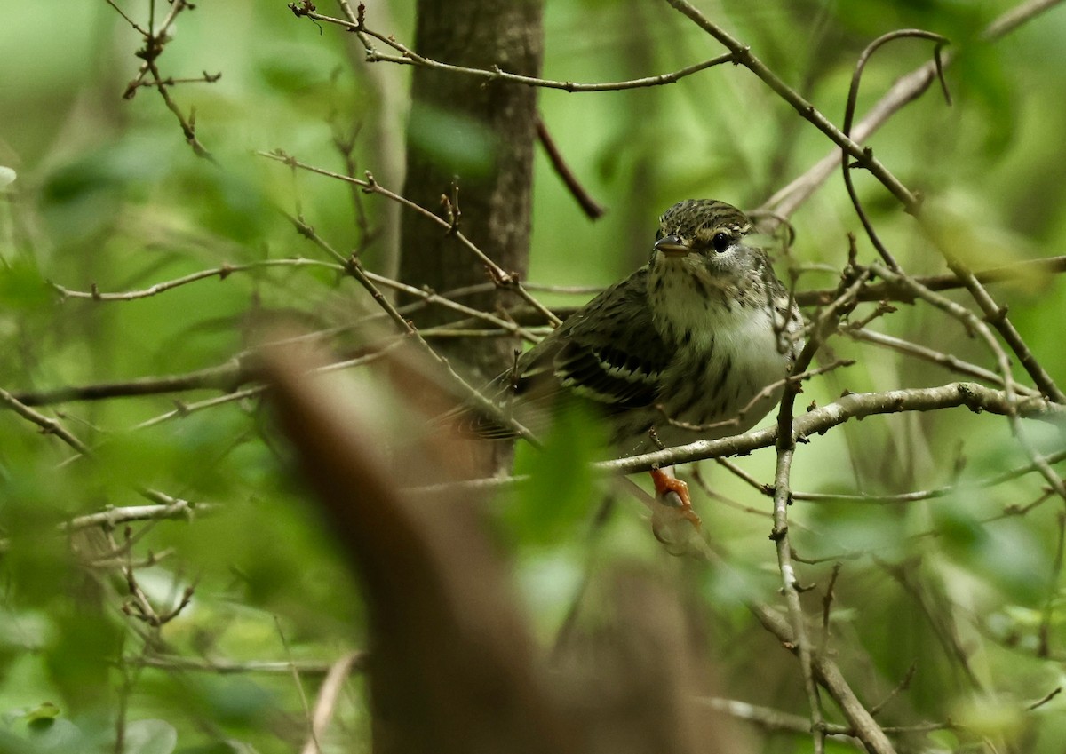 Blackpoll Warbler - Grace Simms  🐦‍⬛