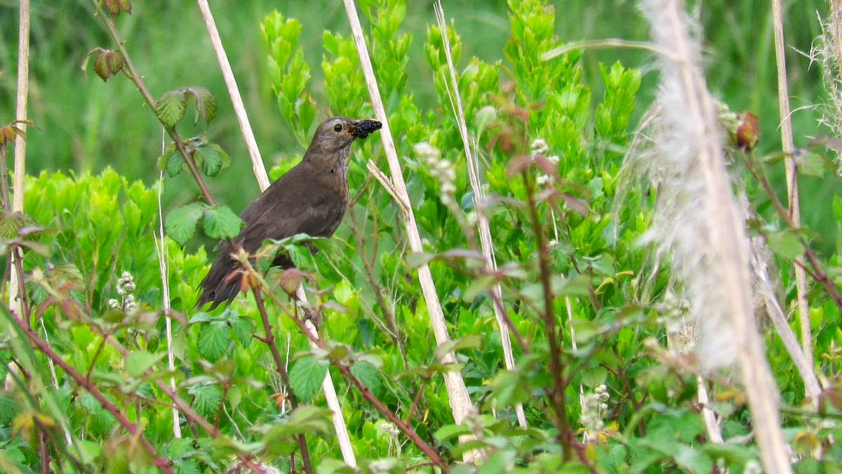 Eurasian Blackbird - Abel Ojugas Diaz