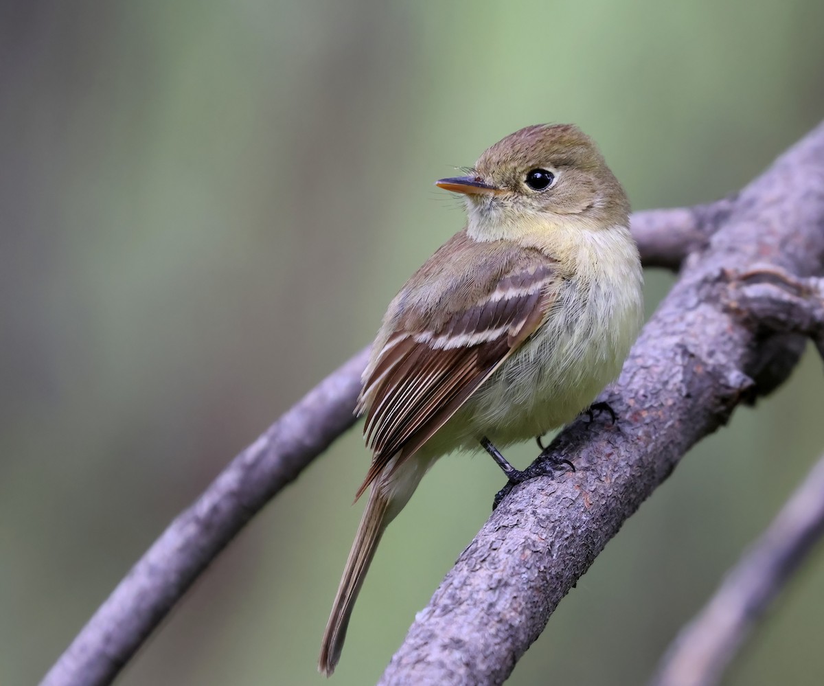 Western Flycatcher - Matthew Grube