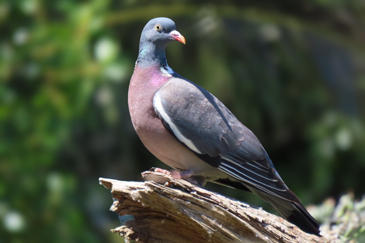 Common Wood-Pigeon - Dinis Nascimento