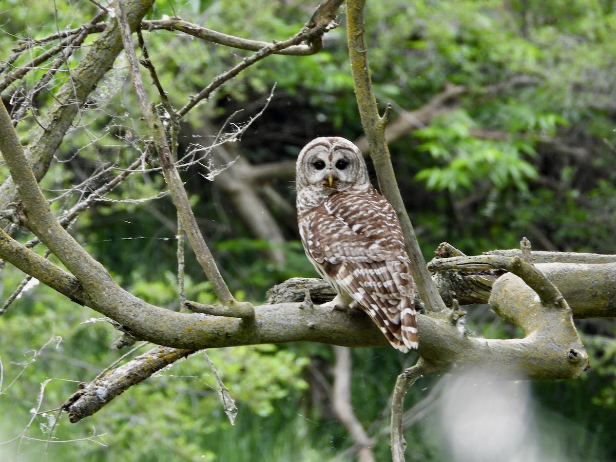 Barred Owl - Monica Rose