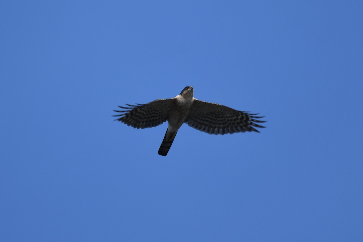 Eurasian Sparrowhawk - Tristan Jobin