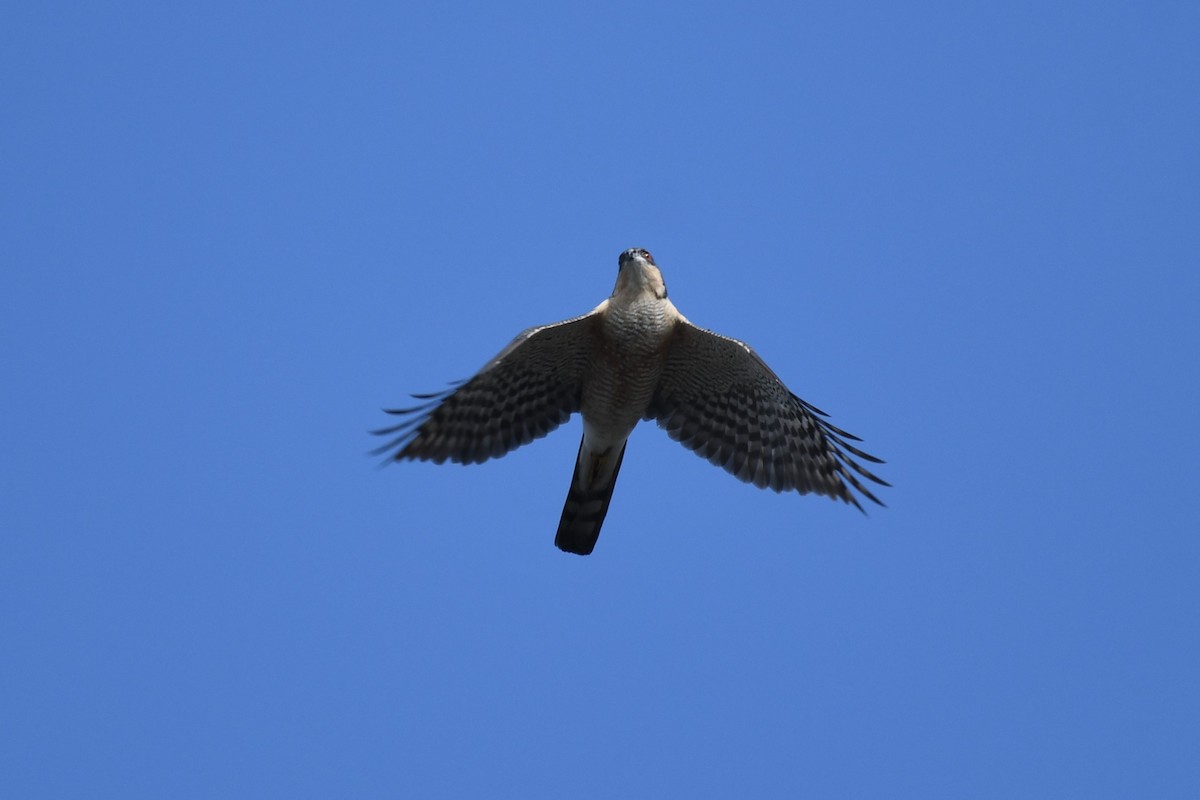 Eurasian Sparrowhawk - Tristan Jobin