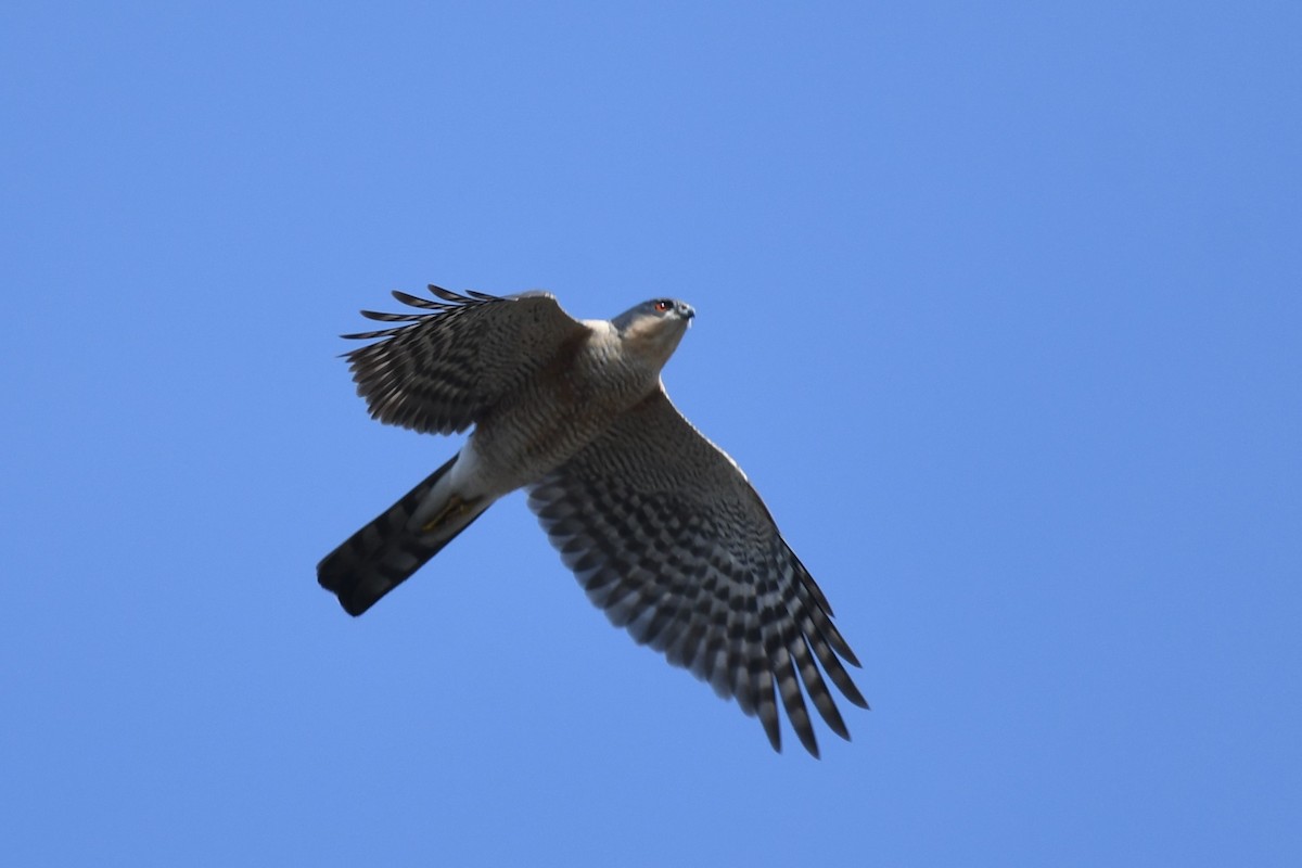 Eurasian Sparrowhawk - Tristan Jobin