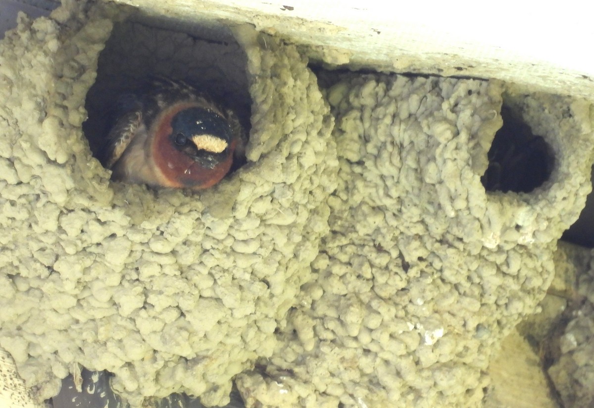 Cliff Swallow - Glenn Hodgkins