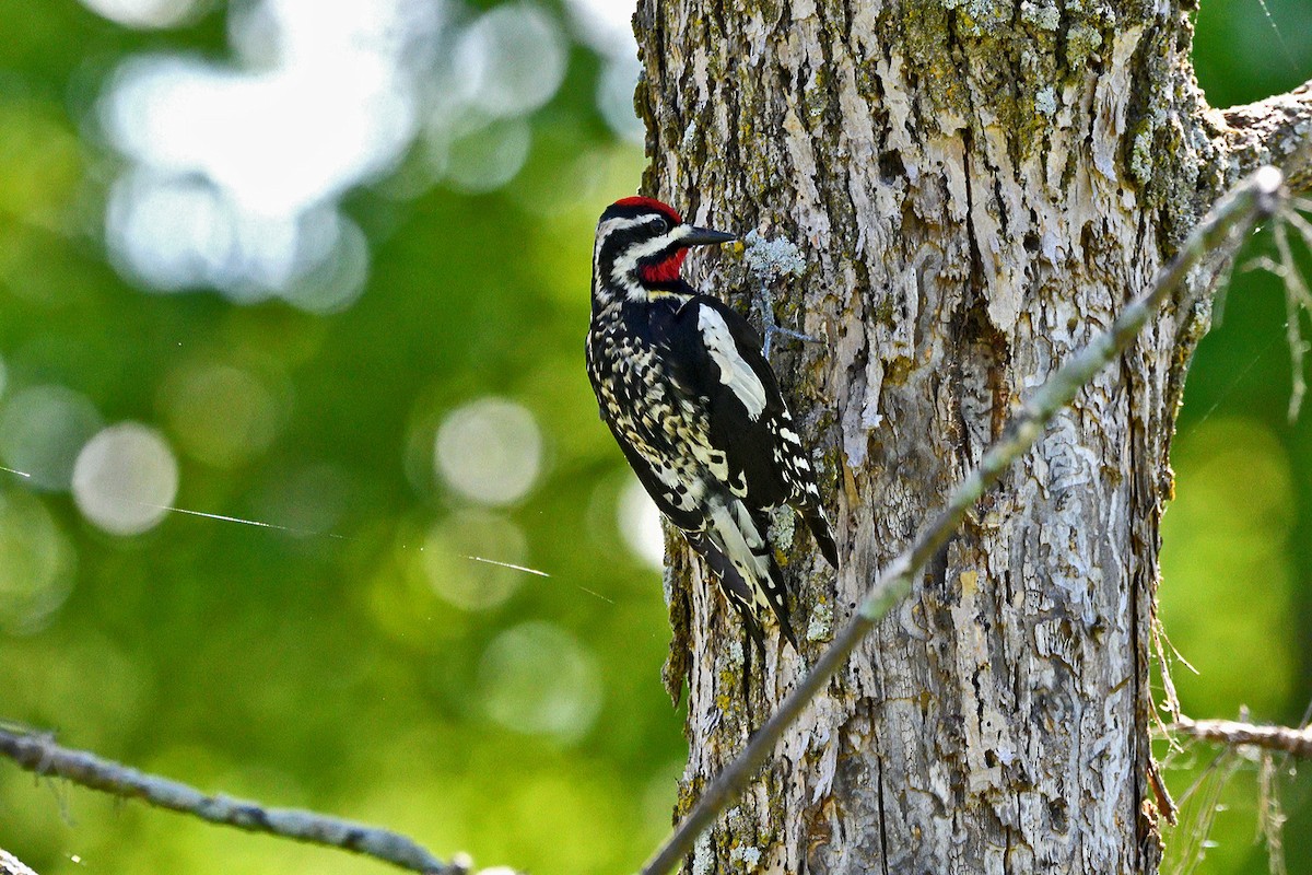 Yellow-bellied Sapsucker - Tom Long