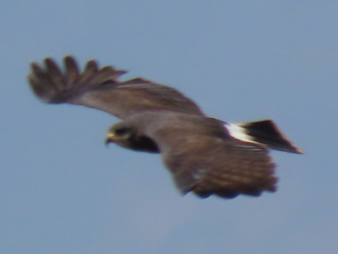 Snail Kite - Don and Martha Damiani