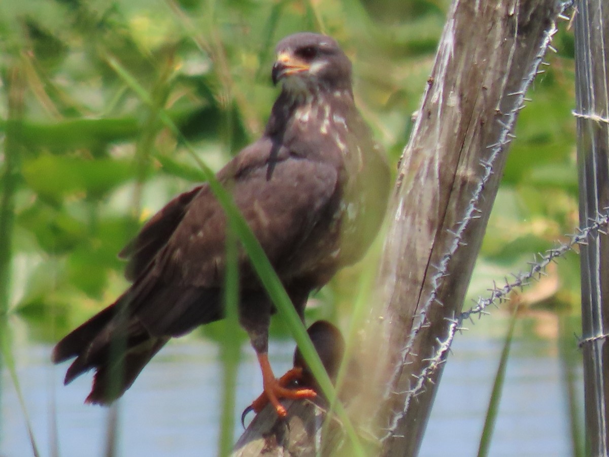 Snail Kite - Don and Martha Damiani