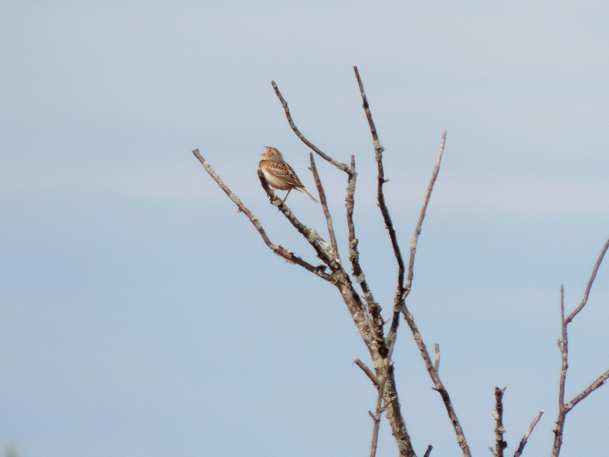 Grasshopper Sparrow - Jacob Lasci