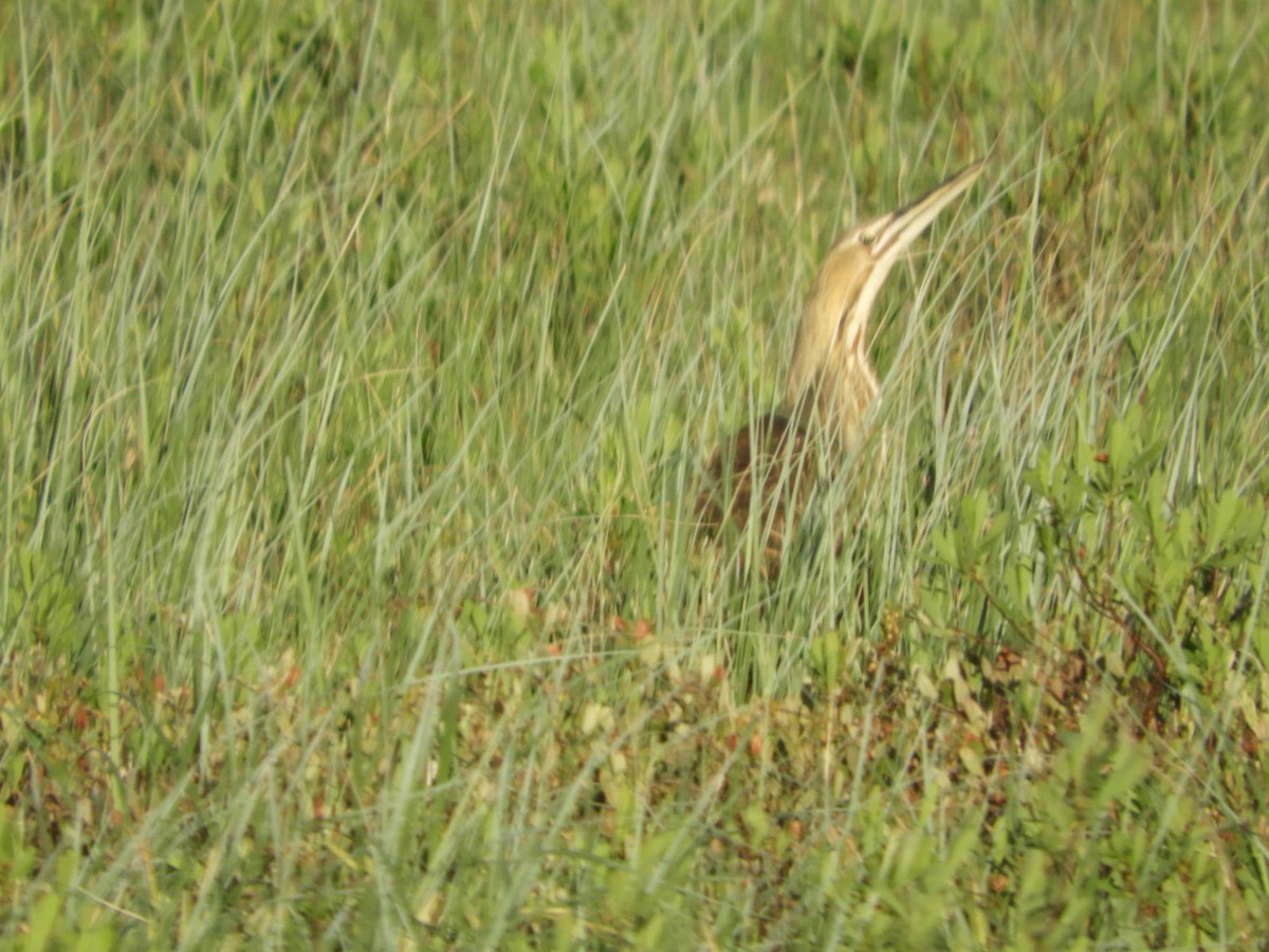 American Bittern - Thomas Bürgi