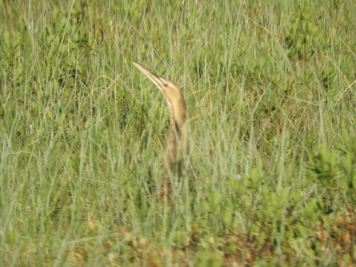 American Bittern - Thomas Bürgi