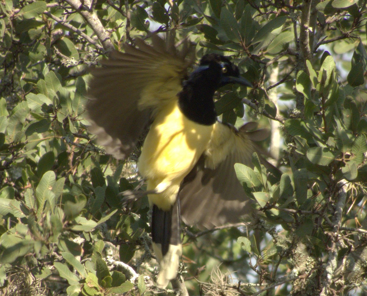 Plush-crested Jay - Edgardo Oscar Pic