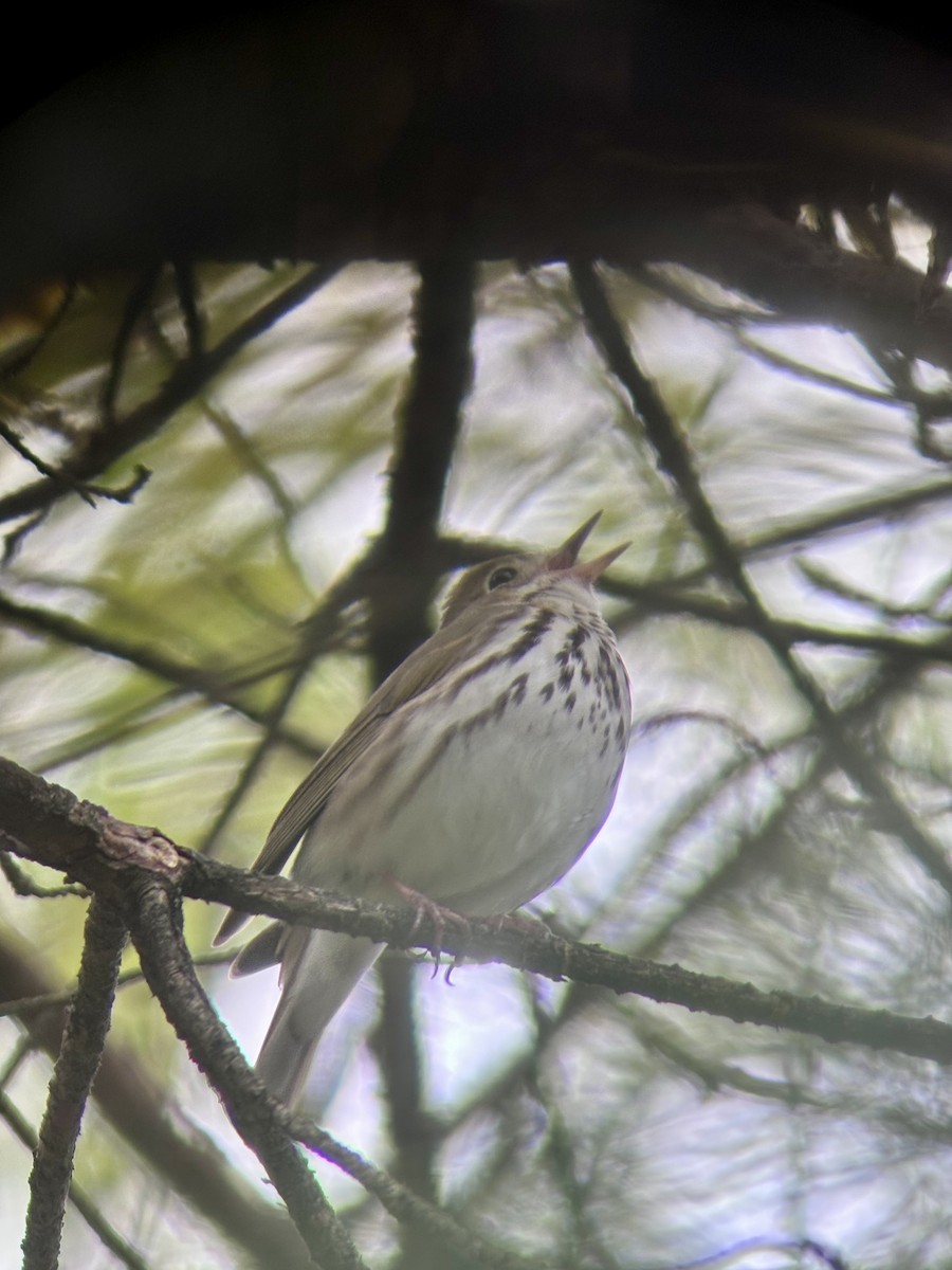 Ovenbird - C Schneck