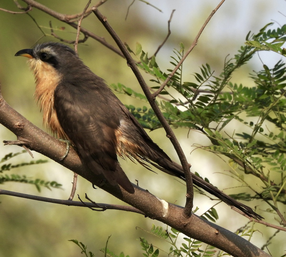 Mangrove Cuckoo - ML619593790