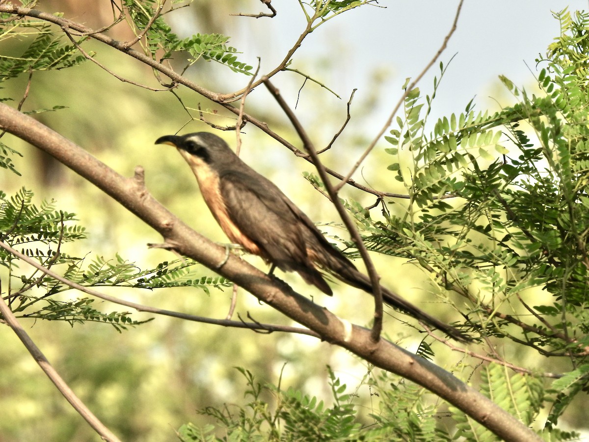 Mangrove Cuckoo - ML619593791