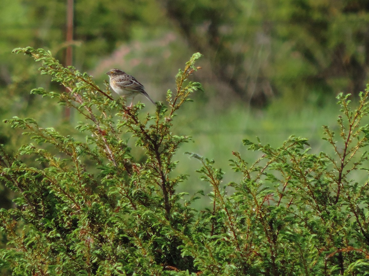 Grasshopper Sparrow - Jacob Lasci