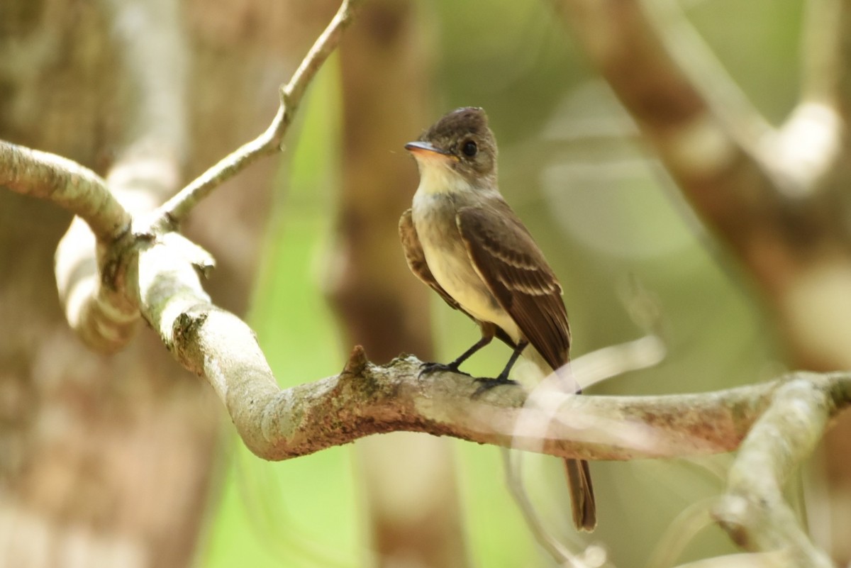 Northern Tropical Pewee - Bruce Mast