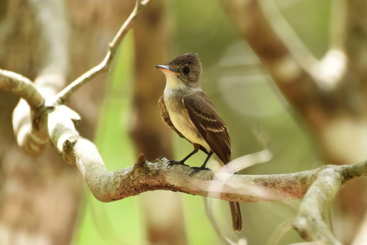 Northern Tropical Pewee - Bruce Mast