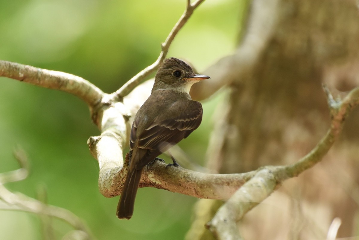 Northern Tropical Pewee - Bruce Mast