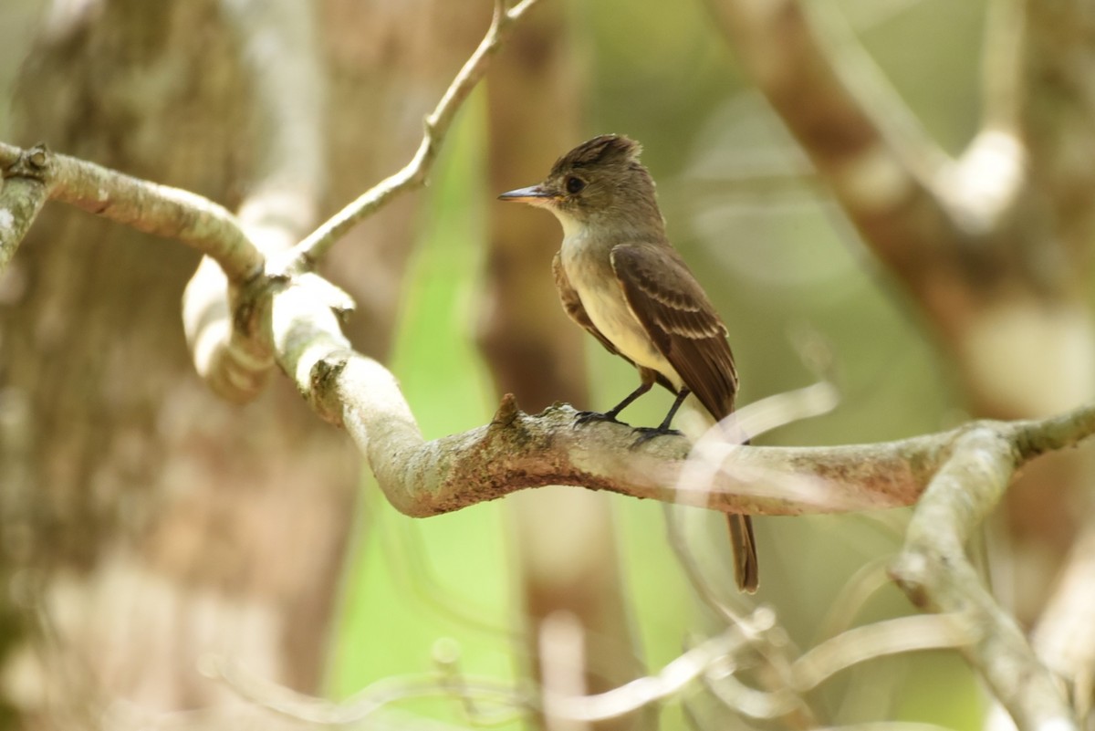 Northern Tropical Pewee - Bruce Mast