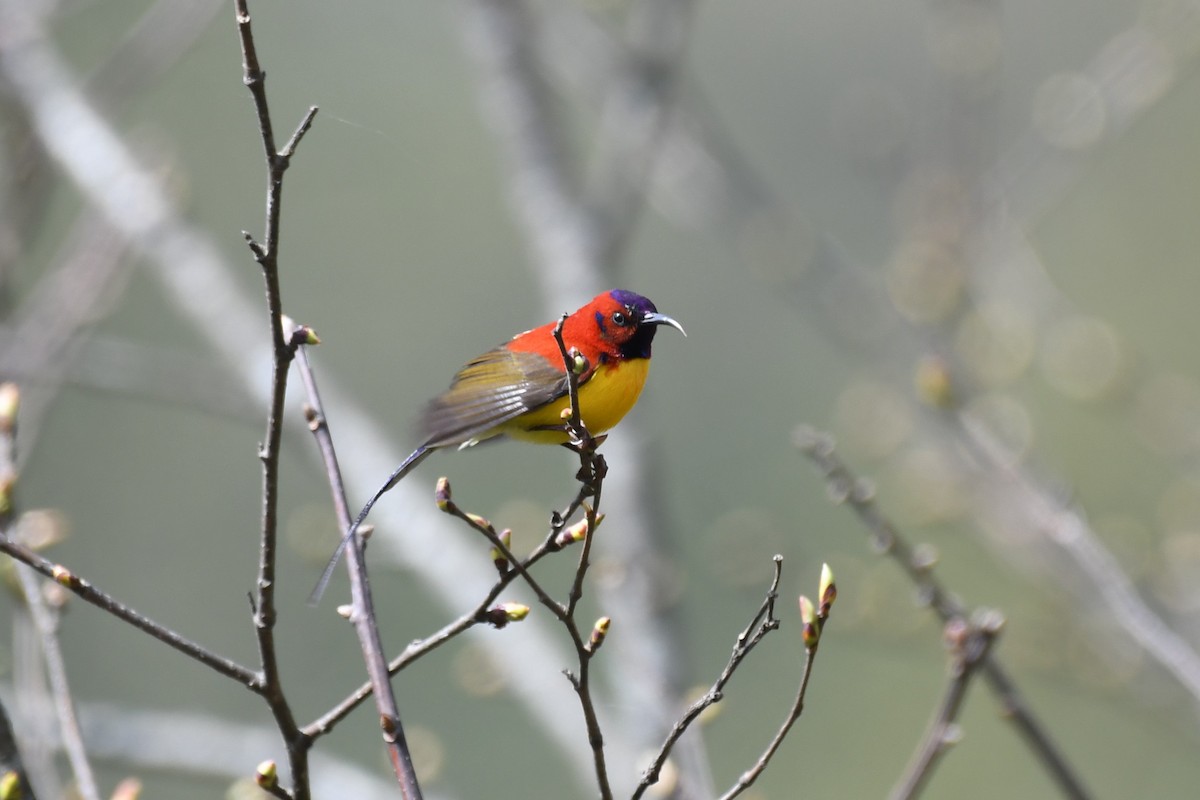 Mrs. Gould's Sunbird - ML619593799