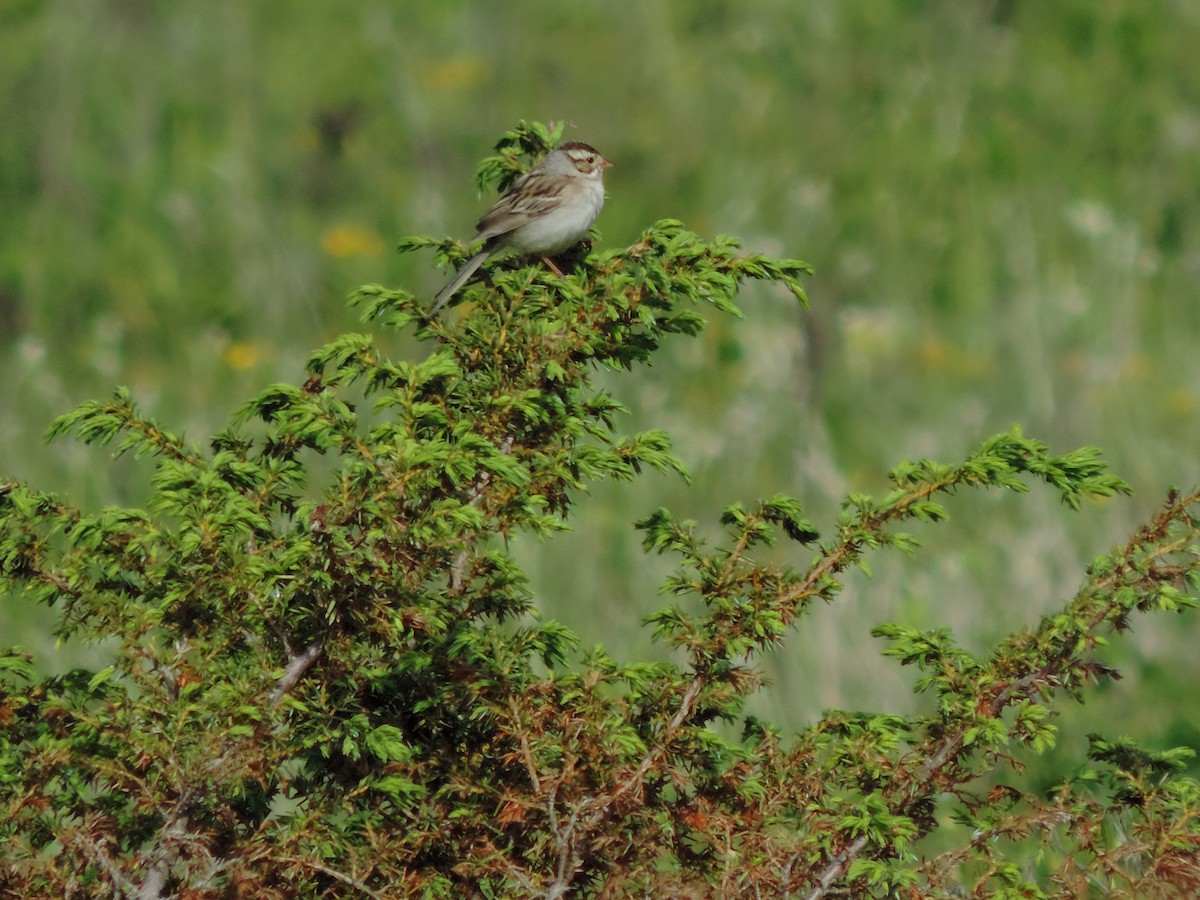 Clay-colored Sparrow - Jacob Lasci