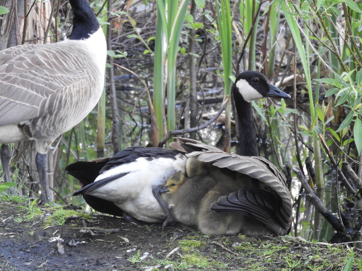 Canada Goose - Thomas Bürgi