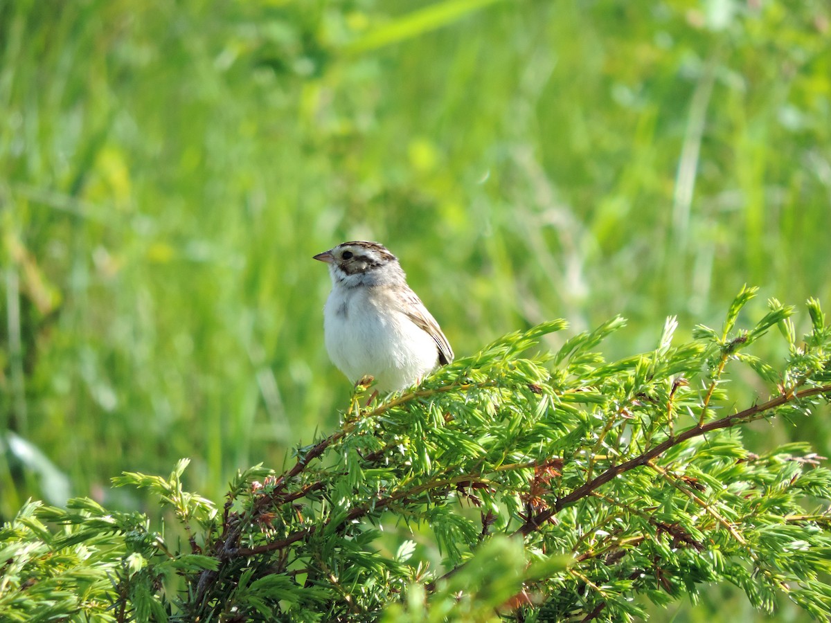 Clay-colored Sparrow - Jacob Lasci